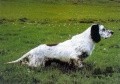 Setter Anglais COOL DE CODORNIS Setter Anglais COOL DE CODORNIS